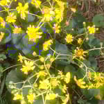 自宅に庭に咲いた石蕗の花は冬日を浴びて輝いて見えました。　　　・我が庭に咲きてまぶしき石蕗の花(和良)