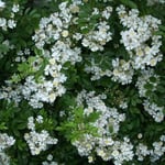 皇居東御苑では花茨が咲き競っていました。昔のままの香りでした。  ・花茨昔むかしの香りかな（和良）