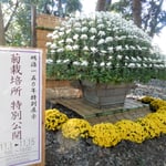 新宿御苑で明治150年を記念して菊栽培所の特別公開がありました。　　　　・明治百五十年菊栽培所初公開（和良）