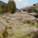 神山町の阿川梅まつりに行きました。もう散り始めていました。　・谷越えて山越えて行く梅まつり（和良）