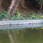 石蕗の花は水辺にも明るい影を映していました。　　　　　　　　　　　　　　・石蕗の花水面の影も明るかり（和良）