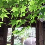 熊谷寺では本堂の手前にある中門に青楓が垂れかかっていました。　・中門に垂れてをりぬ青楓(和良)