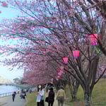 助任川南岸ではたくさんの人が蜂須賀桜を写真に撮っていました。・咲き満てる花にシャッター音止まず(和良)