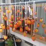 干し柿作りに挑戦しました。150個の柿を我が家に吊るしました。　　　　・風通るようにずらして柿吊るす（和良）