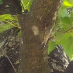 鴨島公園では蝉が鈴生りのようにたくさんいる木がありました。　・蝉二十まだまだゐるよこの木には(和良)