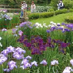 東御苑の菖蒲園では熱心に観察する外国人の姿も見られました。　　・外つ国の人はしゃがんで菖蒲見る(和良)