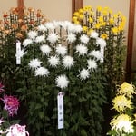 江戸菊花壇の江戸菊は江戸時代の江戸で育てられてきた古典菊です。　　　・江戸菊の変化の妙の小粋さよ（和良）