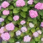 藍住町を散歩しているときに見つけた紫陽花です。　　　　　　　　　　　・一株に百越す鞠や濃紫陽花（和良）