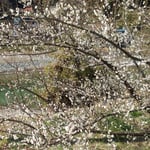 神山町広野の梅林は鮎喰川の岸辺にまで広がっていました。　　・清き水流るる岸辺梅の花(和良)
