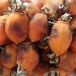 寒風に干していた我が家の第二陣の吊るし柿が仕上がりました。　　　・寒風の仕上げてくれし吊し柿(和良)