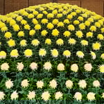 大作り花壇の裾野の輝と名付けられた大菊も518輪の花を付けていました。　・一本の根から五百の花咲かせ（和良）