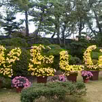 史跡高松城跡（玉藻公園）で菊花展が開かれていました。　　・年寄りは無料お城の菊花展（和良）