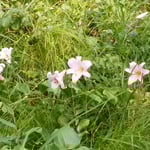 日当たりの良い崖に咲く笹百合は丈の低いものが多かったです。　　　　　　　・日当たりの笹百合の丈低かりし(和良)