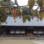 鈴生りの菩提子にはそれぞれに葉っぱの羽根がついていました。　・菩提子のふはりと落ちし音もなく（和良）