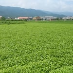 徳島県石井町浦庄の藍畑です。よく茂っていました。　　　　　　　　　　　　　・長雨に干せざる藍の茂りやう（和良）