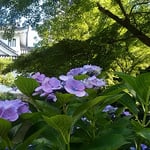 愛知県の岡崎城は家康が出生した城。今は空堀になっていました。　　　　・家康の城は空堀濃紫陽花（和良）