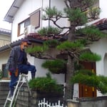庭師は梯子に乗って慣れた手つきで松の手入れをしていきました。　　　　・颯爽と梯子に乗りて松手入(和良)