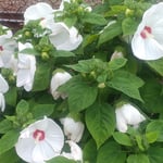 徳島駅の線路脇にアメリカ芙蓉の花が犇めくように咲いていました。　・犇けるほどにアメリカ芙蓉咲き(和良)