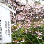 原田家住宅の桜は蜂須賀の殿様から授かったと伝えられています。　　　・蜂須賀の世より伝へし桜見る(和良)