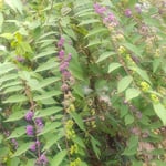 紫式部は昼と夜の寒暖差が大きいほど綺麗な実をつけると聞きました。・山寺の色美しき実紫(和良)