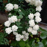 倉敷美観地区の茶房の中庭で見つけた小手鞠です。綺麗でした。　　　　　・中庭に小手鞠の咲く茶房かな（和良）