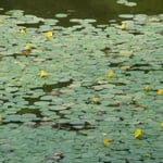 皇居東御苑の池ではあさざが黄色い花をつけていました。　　　　　　　　　　　　　　　・あさざ咲く群れなして咲く明るさよ(和良)