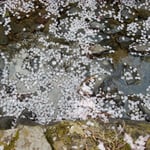 神山町では散ったばかりの花びらが水に浮かんでいました。　・どれ見ても散りしばかりの花筏（和良）