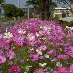 鳴門市の高島では街路という街路にコスモスが咲き競っていました。  ・街路てふ街路コスモス咲き満ちて（和良）