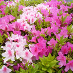 吉野川市鴨島町の文化研修センターで見た生垣の皐月躑躅です。　　　　　　・生垣の皐月躑躅の明るさよ（和良）