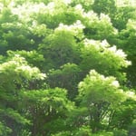 熊野古道の『とがの木茶屋』近辺の若楓です。風が爽やかでした。  ・中辺路のとがの木茶屋の青葉風(和良)