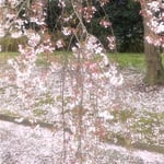 枝垂れ桜は次々に散ってまた土に帰っていくのでしょうか。　　　　　　・桜散る大地の土に帰りゆく(和良)