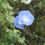 妻籠宿で見た朝顔です。朝露を乗せていました。　　　　　　　　　　　　　　　　　　　　　　　　　　　　　　　　　　　　・朝顔に乗りたる露のまぶしさよ(和良)