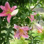 掛川城に行ってきました。川の岸辺に百合の花が咲き競っていました。  ・掛川の土手に並んで百合の花（和良）