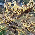 吉野川市の藤井寺の門前にある民家の庭で見た臘梅です。　　・臘梅の香の消えてゐる今朝の雨（和良）