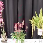 展示された蘭の種類は多く、これも蘭かと思ふ蘭がありました。　　・室に咲きこれも蘭かと思ふ蘭（和良）