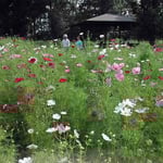 日曜日の国営讃岐まんのう公園は家族連れでにぎわっていました。 ・秋桜や蝶も蜻蛉も子らもゐて(和良)