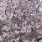 吉野川市の向麻山公園の垂れ桜は滝のように垂れ落ちていました。　・滝のごとしだれ咲き満つ桜かな(和良)