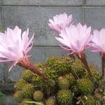 我が家の庭に捨て置いたままの仙人掌にたくさんの花が咲きました。　　　・捨て置きし仙人掌に花美しく（和良）