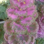 吉野川市文化研修センターの葉牡丹は色鮮やかに茎立っていました。・葉牡丹の色鮮やかに茎立てる(和良)