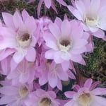 一度に咲き出した鉢の仙人掌は犇めき合うように咲いていました。　・仙人掌の花の犇めき咲ける鉢(和良)