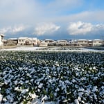 南国の阿波にも雪が降りました。朝明けると一面の銀世界でした。　　　　　　　　　　・南国の阿波に一日解けぬ雪（和良）