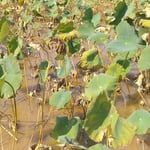 藍住町を散歩していますと枯蓮田を乾いた風が吹き抜けていきました。・乾きたる風の吹き抜け枯蓮田（和良）