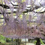 藤の花が咲いた石井町の童学寺には人も蜂もどっと来ていました。　　・藤咲いて寺に人来る蜂も来る(和良)