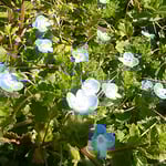 いぬふぐりはどれも皆太陽の方を向いていました。　　　　　　　　　　　・お日様とにらめっこかないぬふぐり（和良）