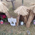 岩田公次さんの句碑の近くに藁苞に包まれた寒牡丹がありました。　・藁苞にかしこまりゐる寒牡丹(和良)