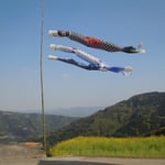 鯉幟は広棚の芝桜を見に来る人の案内役になっていました。　　　　　　　　　　　　　　　　　　　　　　　　　　　　　・鯉幟ここに里あり人家あり(和良)