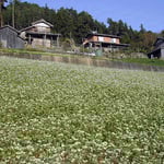 貞光町の山間部で蕎麦の花に逢いました。昔ながらの風景でした。 ・懐かしき家は今年も蕎麦の花(和良)
