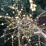 四番札所の門前には迎春花も黄色い花をつけていました。　　　　　　　　・門前に迎春花咲く野の札所（和良）