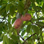 天智天皇に無病長寿の霊果として出された郁子を近江八幡駅頭で見ました。　　・郁子実る近江八幡駅頭に（和良）