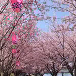 助任川南岸の蜂須賀桜は植樹して18年。今や桜の名所になりました。・十八年経てば桜の名所へと(和良)